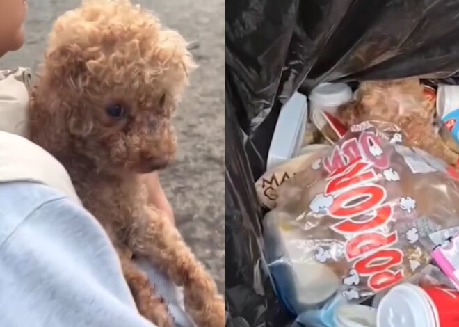 Lo encontraron en la basura, estaba a punto de morir de frío y le dieron una segunda chance: “Es el acto más inhumano de todos” Lo encontraron en la basura, estaba a punto de morir de frío y le dieron una segunda chance: “Es el acto más inhumano de todos”