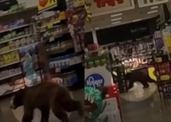 Susto en Arizona: hacían las compras en un supermercado y un oso entró por la puerta Susto en Arizona: hacían las compras en un supermercado y un oso entró por la puerta