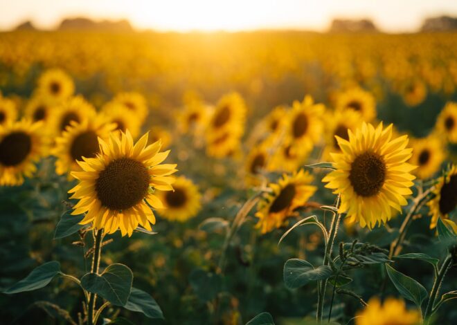 Cultivo con futuro: por qué 24.000 hectáreas con girasol