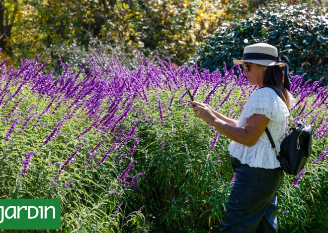 Las plantas que florecen durante meses, atraen colibríes y casi no piden cuidados Las plantas que florecen durante meses, atraen colibríes y casi no piden cuidados
