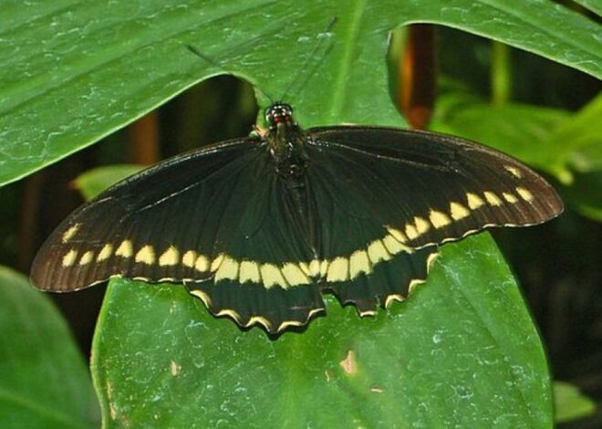 Qué son las mariposas negras y qué significado tiene su aparición