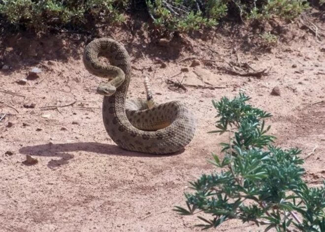 En Arizona: qué significa si una serpiente cascabel aparece en tu casa En Arizona: qué significa si una serpiente cascabel aparece en tu casa