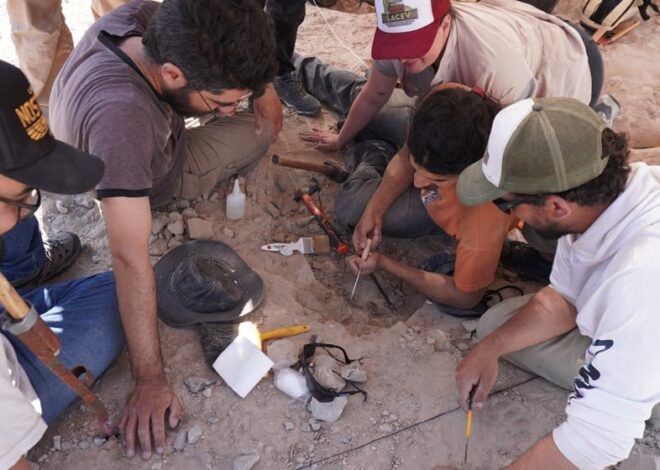 Video: el momento en el que los científicos del Conicet encontraron un huevo de dinosaurio excepcional