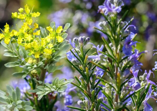 ¿Es bueno que a la planta de romero le crezcan flores?