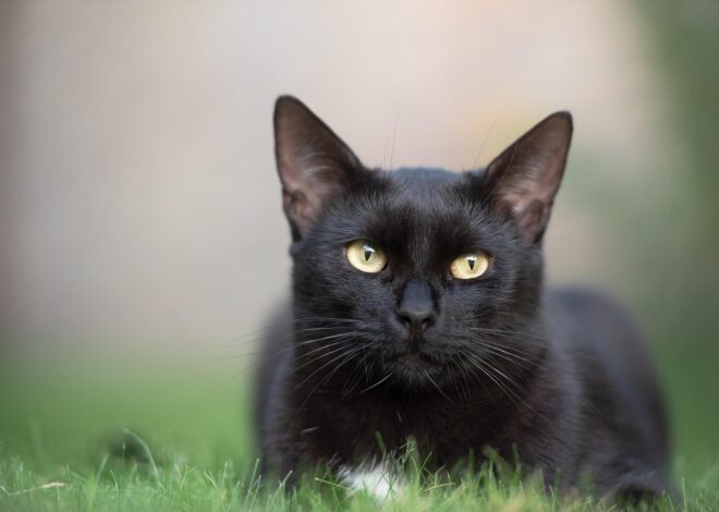Refugios de gatos denuncian que cada octubre y noviembre suben los casos de maltrato y abandono por creencias asociadas a Halloween Refugios de gatos denuncian que cada octubre y noviembre suben los casos de maltrato y abandono por creencias asociadas a Halloween