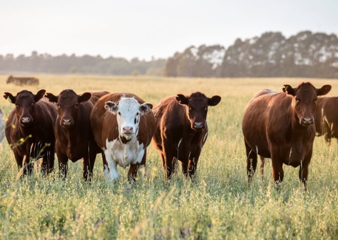 Opciones de negocio: cómo hacer plata con las vacas