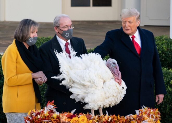 Cuál es el origen del indulto o perdón del pavo que se celebra en Thanksgiving en EE.UU. Cuál es el origen del indulto o perdón del pavo que se celebra en Thanksgiving en EE.UU.
