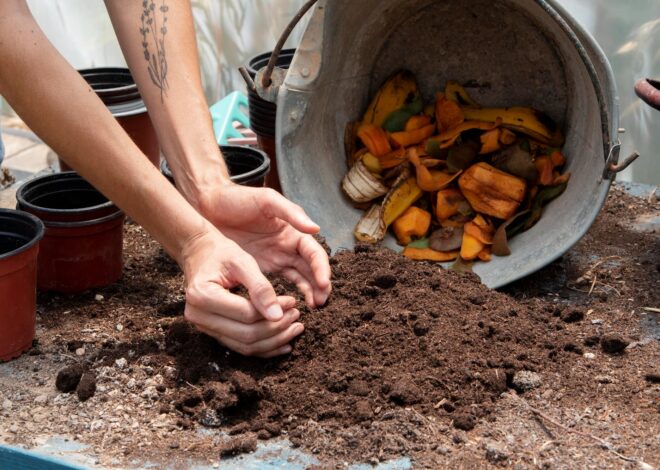¿Cáscara de banana licuada como abono? Por qué los expertos de California dicen que es un “mito” de jardinería ¿Cáscara de banana licuada como abono? Por qué los expertos de California dicen que es un “mito” de jardinería