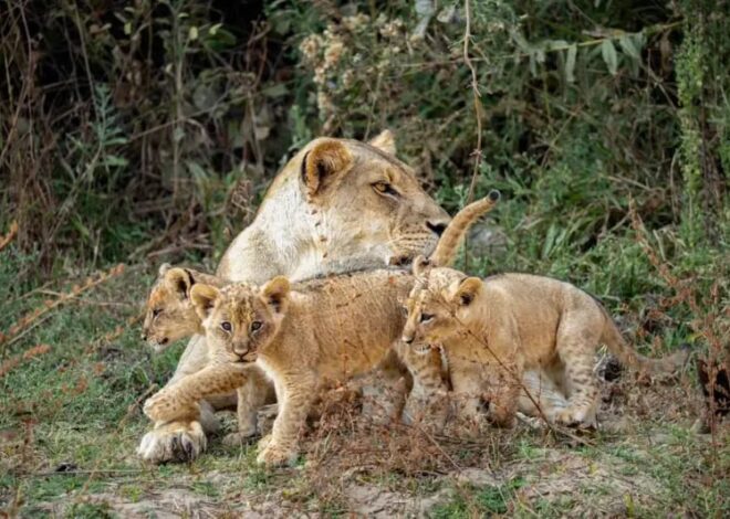 El impactante momento en el que un león salvó a una hiena preñada de una jauría de perros salvajes El impactante momento en el que un león salvó a una hiena preñada de una jauría de perros salvajes