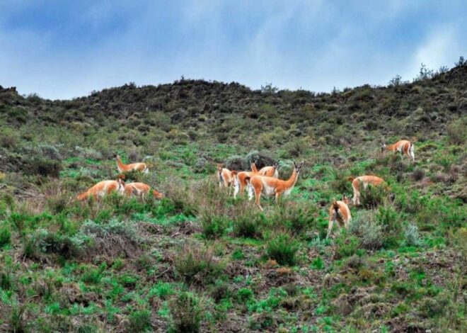 Tesoro escondido: los 25 años de una experiencia que unió conservación con turismo y contribuyó a inspirar una tendencia