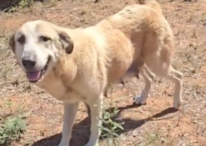 Escapó de una casa abandonada para buscar ayuda y logró salvar a sus cachorros Escapó de una casa abandonada para buscar ayuda y logró salvar a sus cachorros