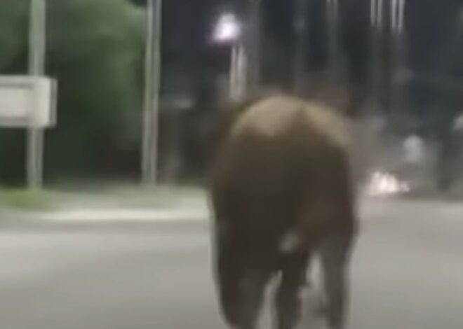 Santa Fe: toros sueltos atacaron a niños y embistieron un auto con una pareja dentro Santa Fe: toros sueltos atacaron a niños y embistieron un auto con una pareja dentro