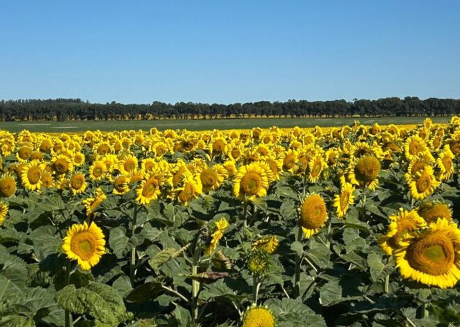 Nueva campaña: es buen momento para cambiar girasol por insumos