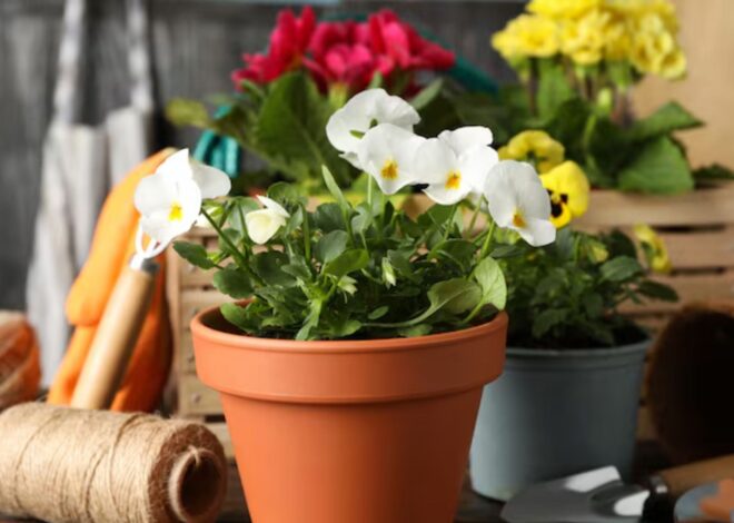 Cómo llenar de color tu jardín este verano con cinco plantas que son ideales para sembrar en noviembre