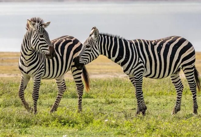 Por qué las cebras, los pandas y otros animales son blancos y negros