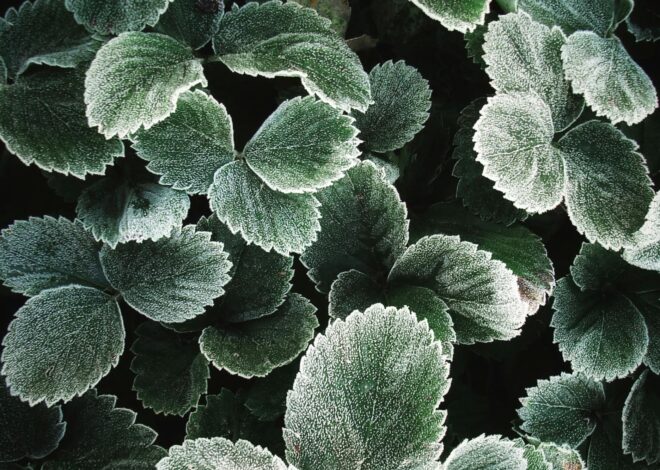 La planta que atrae el dinero y la abundancia y que deberías incorporar a tu jardín La planta que atrae el dinero y la abundancia y que deberías incorporar a tu jardín