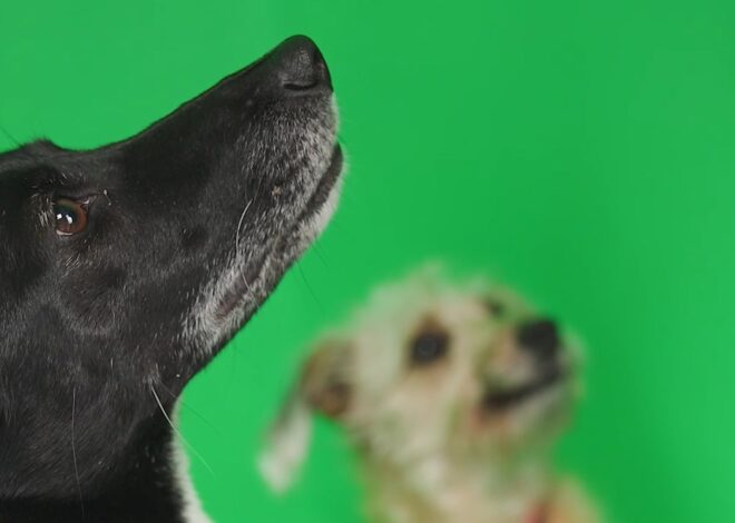 Salud bucal en perros: por qué es vital prestar atención a la boca Salud bucal en perros: por qué es vital prestar atención a la boca