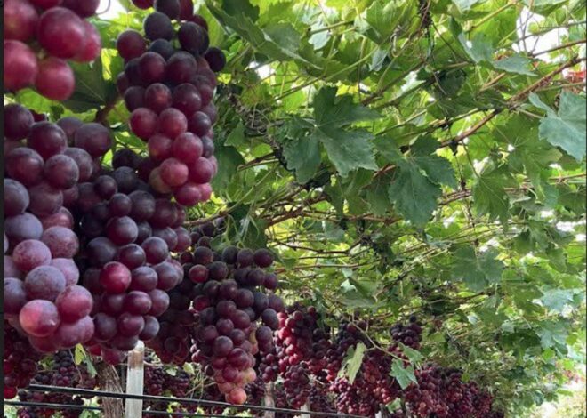 “Debilitan gravemente”: piden a Luis Caputo mantener instrumentos para la trazabilidad en el vino