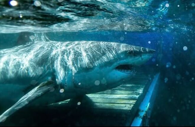 Reapareció Contender: así está hoy el tiburón blanco macho más grande registrado en el Atlántico