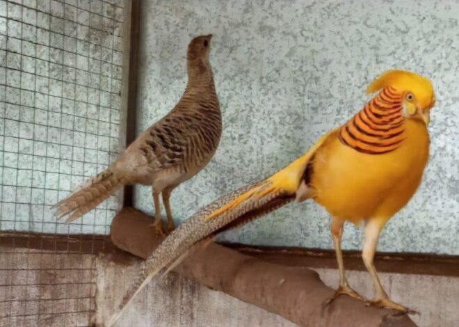 En La Matanza: rescataron más de 200 especies en peligro de extinción que eran vendidas por redes sociales En La Matanza: rescataron más de 200 especies en peligro de extinción que eran vendidas por redes sociales
