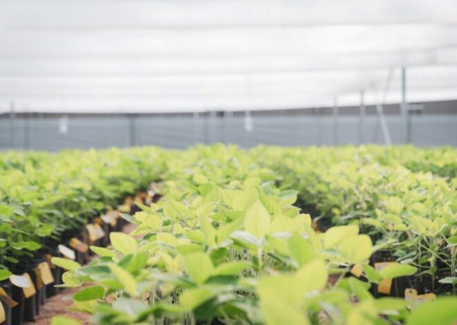 Soja de segunda: las claves para producir más después del trigo