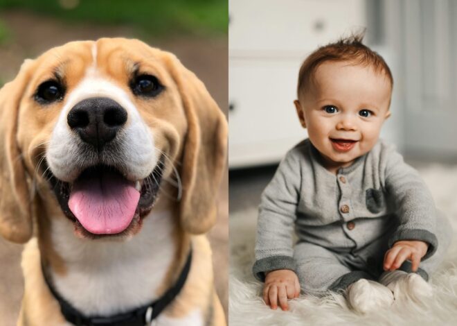 Los perros “superdotados” que aprenden palabras al nivel de un niño de 18 meses: lo que comprobó un nuevo estudio Los perros “superdotados” que aprenden palabras al nivel de un niño de 18 meses: lo que comprobó un nuevo estudio