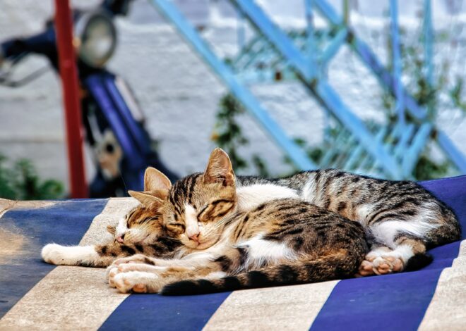 Cuáles son los síntomas a tener en cuenta para detectar si mi perro o gato sufre un golpe de calor Cuáles son los síntomas a tener en cuenta para detectar si mi perro o gato sufre un golpe de calor