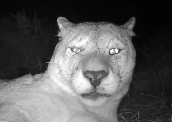 Dejó la cámara prendida en medio de la selva patagónica chilena y lo que vio cuando reveló el rollo lo dejó sin palabras