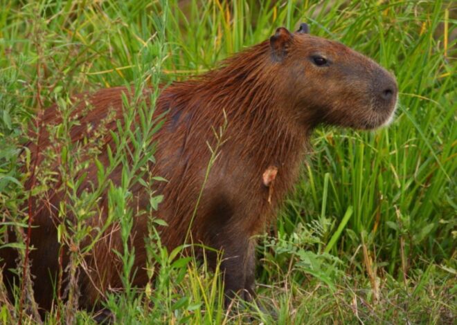 Cómo eran los capibaras hace millones de años: migraciones, gigantismo y extinciones