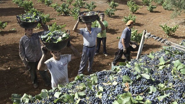 Vendimia 2026: BNA ofrece créditos en dólares con baja tasa para productores