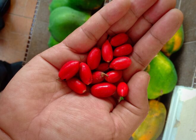 La fruta milagrosa: el alimento que vuelve dulce lo ácido y despierta interés científico por su efecto contra el ácido úrico La fruta milagrosa: el alimento que vuelve dulce lo ácido y despierta interés científico por su efecto contra el ácido úrico