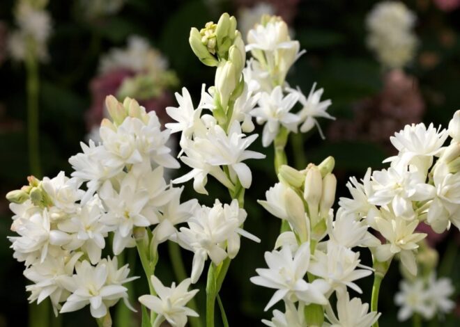 Nardo, la flor prohibida: concentra el aroma de mil flores en su sensual alma vintage Nardo, la flor prohibida: concentra el aroma de mil flores en su sensual alma vintage
