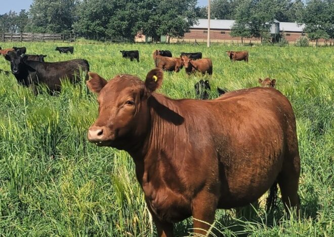 Los altos precios ganaderos y las nuevas lluvias impulsan la siembra de pasturas