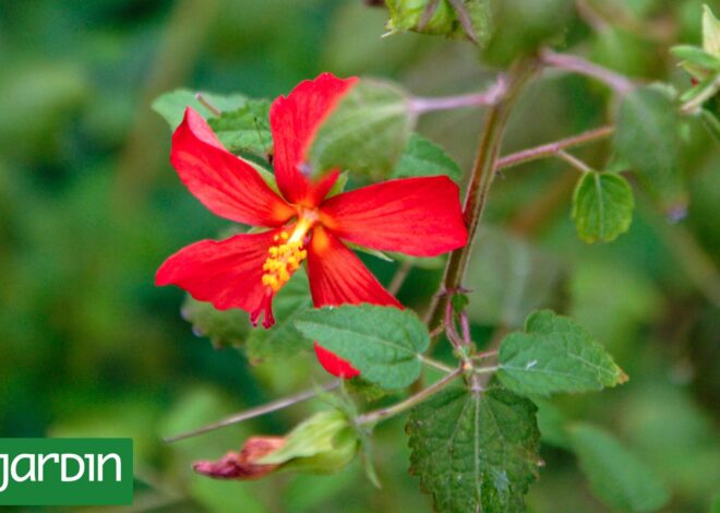 Descubrí la planta nativa que llena el jardín de flores perfectas y vida silvestre Descubrí la planta nativa que llena el jardín de flores perfectas y vida silvestre