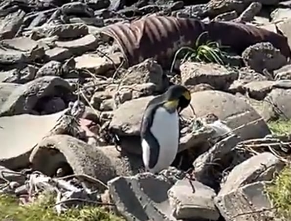 Rescatan en el Río de la Plata a un pingüino rey que apareció debilitado en la costa de Vicente López Rescatan en el Río de la Plata a un pingüino rey que apareció debilitado en la costa de Vicente López