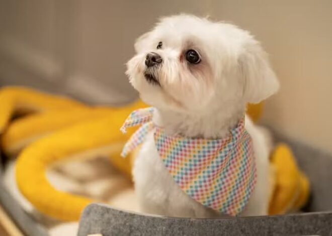 Mascotas: cepillado, limpieza dental y tratamientos faciales en un hotel de lujo con salón de belleza para perros