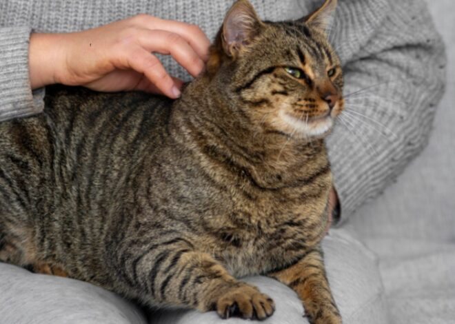 Qué significa que tu gato duerma sobre tus pies Qué significa que tu gato duerma sobre tus pies