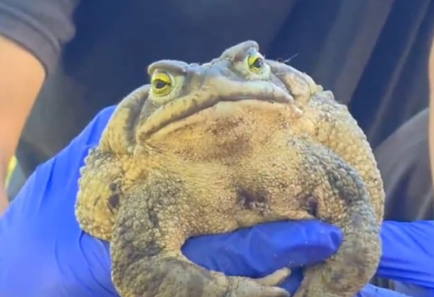 Encontraron un sapo de la arena gigante: por qué su tamaño sorprendió a los expertos