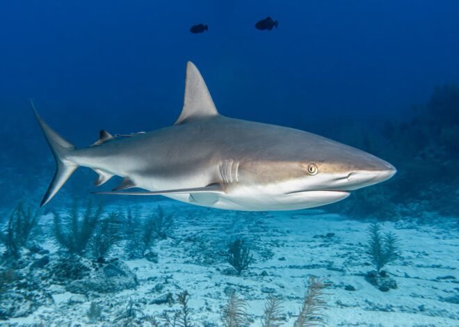 Drogas en el océano: tiburones de Bahamas dan positivo a cocaína, así como a otras sustancias, y científicos alertan sobre la contaminación humana Drogas en el océano: tiburones de Bahamas dan positivo a cocaína, así como a otras sustancias, y científicos alertan sobre la contaminación humana
