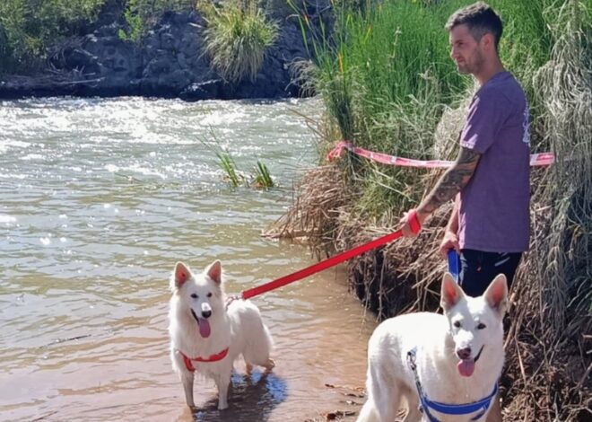 A 20 días de emigrar a España, una familia de San Rafael busca un milagro para no separarse de sus perros