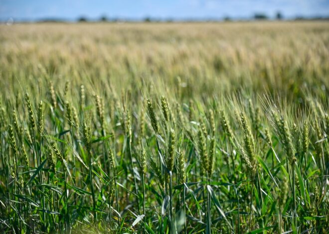 Sigue la recarga de humedad en los suelos, de cara a la siembra de trigo Sigue la recarga de humedad en los suelos, de cara a la siembra de trigo
