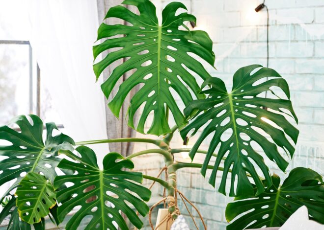 Cuatro plantas de interior que pueden vivir en agua: así se transforma una casa “verde” sin tierra Cuatro plantas de interior que pueden vivir en agua: así se transforma una casa “verde” sin tierra