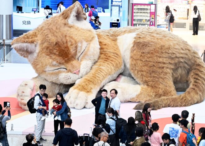 Felinos pop Felinos pop