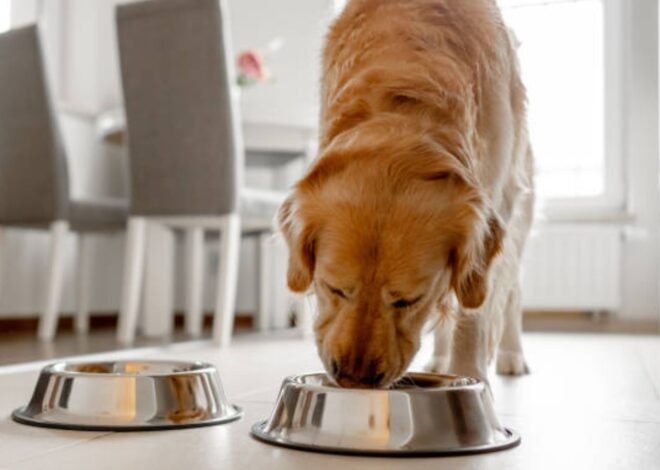 Día del Animal: cuál es la mejor hora del día para darle de comer a tu perro, según los expertos Día del Animal: cuál es la mejor hora del día para darle de comer a tu perro, según los expertos