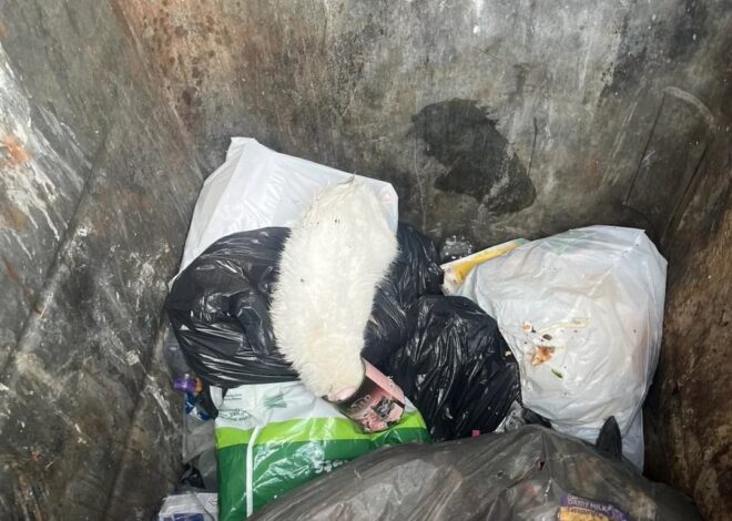 Fue a tirar basura a un contenedor, pensó que había encontrado un oso de peluche blanco pero algo llamó su atención: “Estaba respirando” Fue a tirar basura a un contenedor, pensó que había encontrado un oso de peluche blanco pero algo llamó su atención: “Estaba respirando”