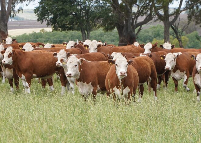 Cifras oficiales: volvió a bajar el rodeo vacuno y el país perdió 3,3 millones animales en tres años Cifras oficiales: volvió a bajar el rodeo vacuno y el país perdió 3,3 millones animales en tres años