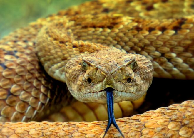Serpiente de cascabel en el jardín: qué hacer y a quién llamar ante un avistamiento en California Serpiente de cascabel en el jardín: qué hacer y a quién llamar ante un avistamiento en California
