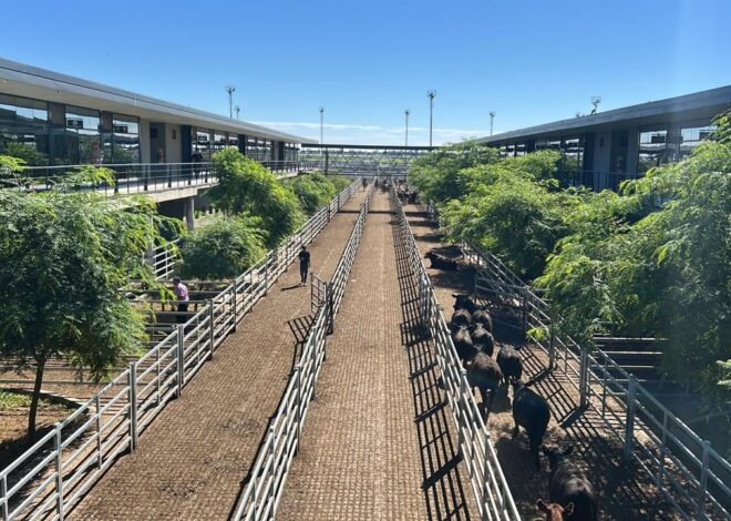 Vacunos: cierre de semana en positivo en el Mercado Agroganadero de Cañuelas