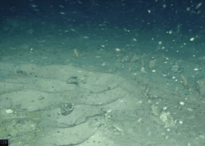 Una expedición que buscaba un barco en la Antártida encontró cientos de nidos de peces bajo un iceberg