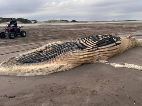 Tras la aparición de cinco tortugas marinas muertas en el Partido de la Costa, encontraron también una ballena jorobada Tras la aparición de cinco tortugas marinas muertas en el Partido de la Costa, encontraron también una ballena jorobada